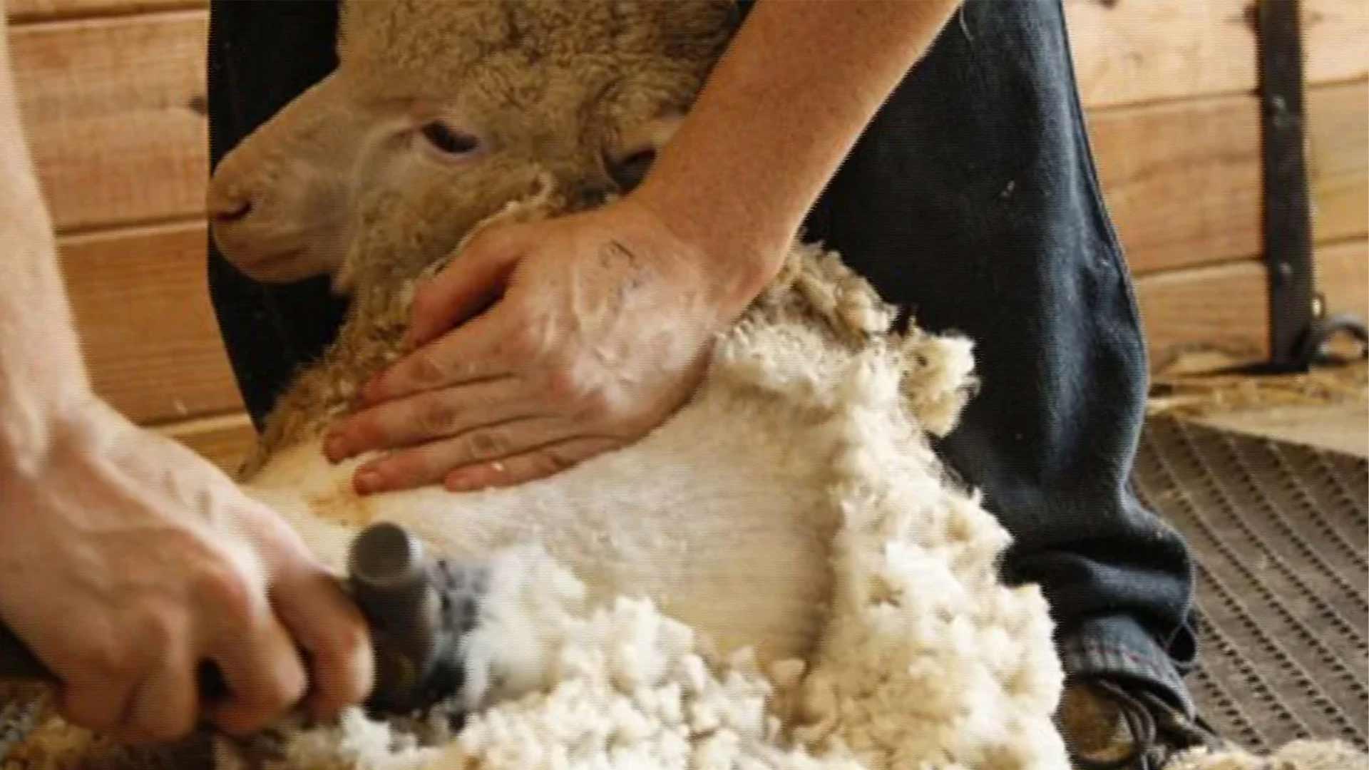 آشنایی با انواع پشم در ایران