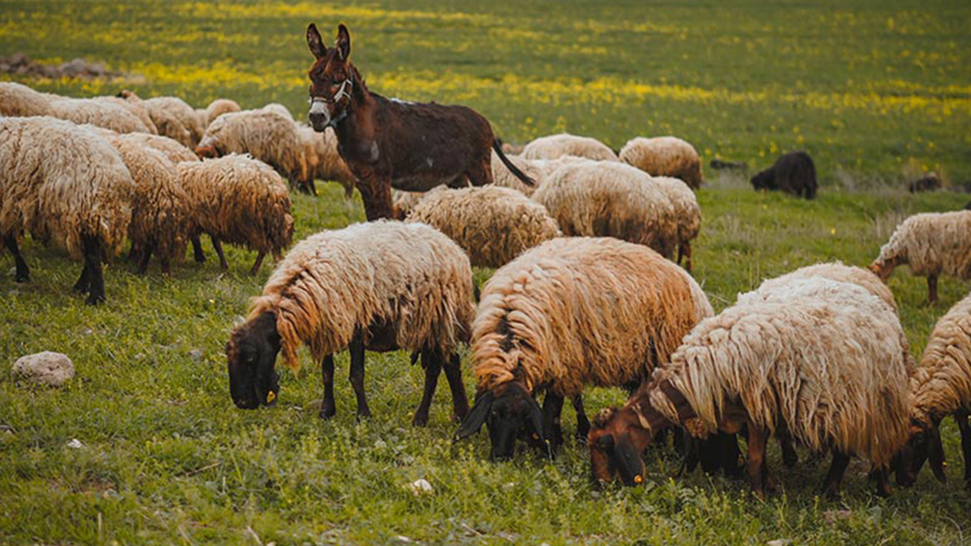 انواع نژادهای گوسفند ایرانی