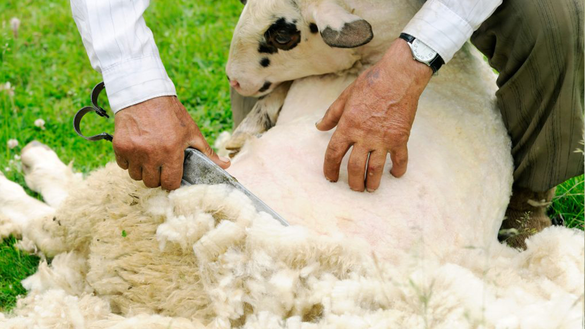 پشم چگونه تولید می‌شود؟