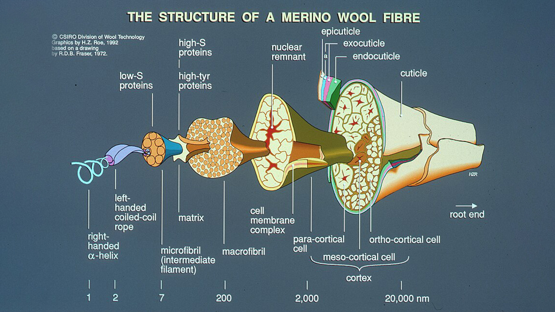 ساختار پشم، شاهکار طبیعت!