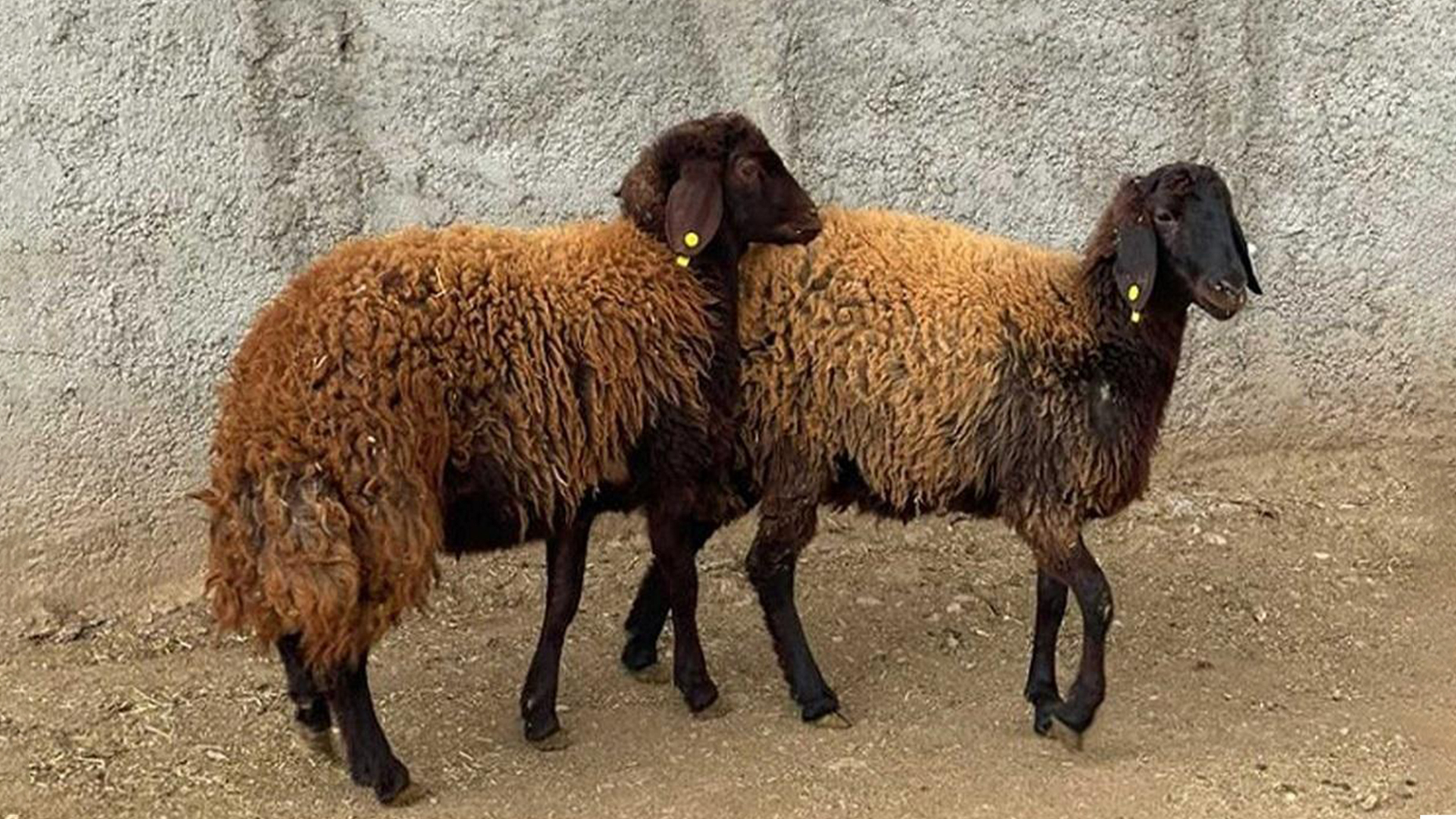 معرفی نژاد سنگسری