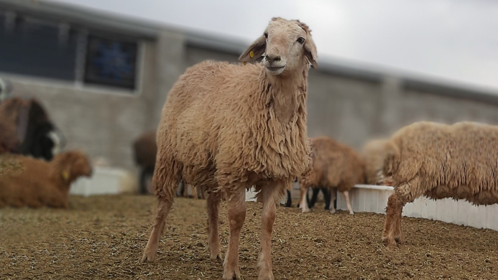 معرفی نژاد مغانی