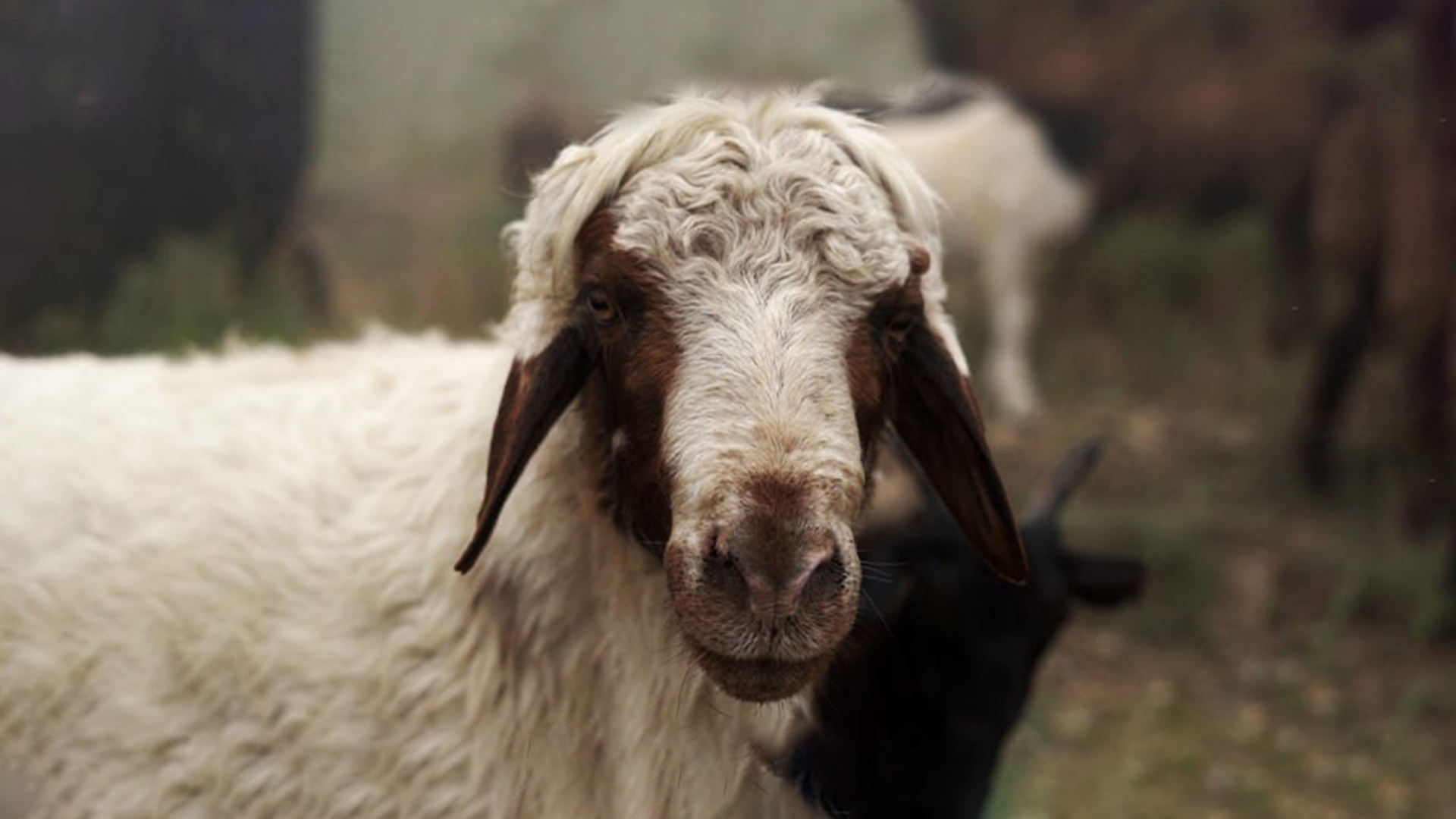 معرفی نژاد کردی