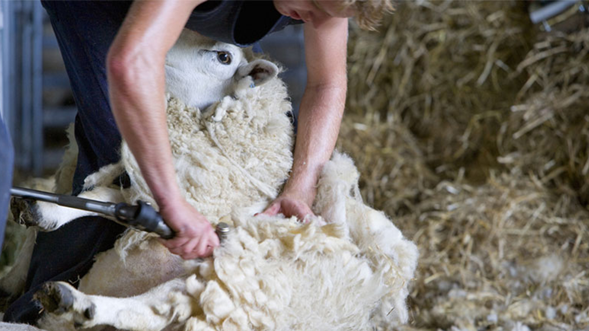 بهترین پشم ایران برای کدام شهر است؟