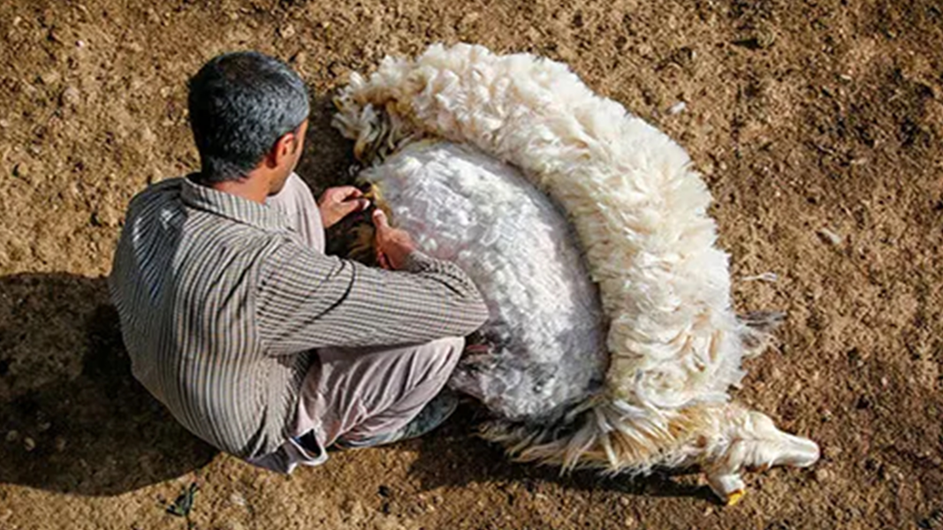 چرا پشم ایرانی بهترین انتخاب است؟